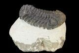 Bargain, Morocops Trilobite - Visible Eye Facets #120032-2